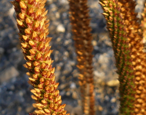 Tall Coastal Plantain
