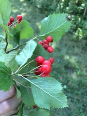 Crataegus macracantha