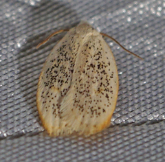 Durrantia piperatella