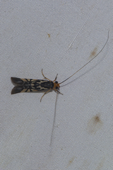 Macrostemum floridum