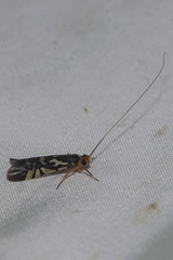 Macrostemum floridum