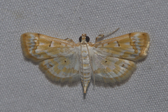 Agrotera barcealis