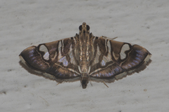 Chabula acamasalis
