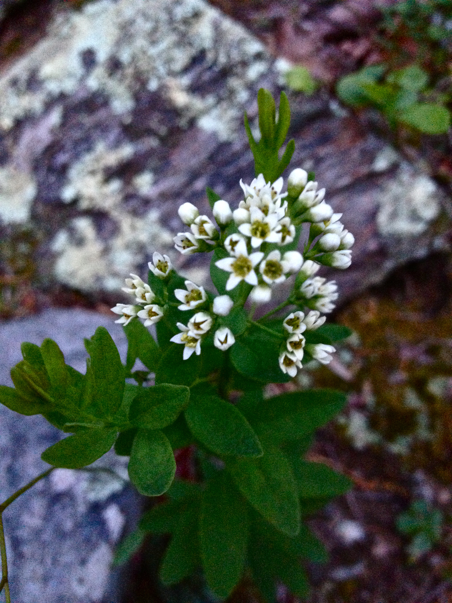 Bastard Toadflax Comandra Umbellata Inaturalist