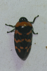 Cosmoscarta dimidiata