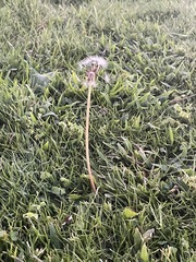 Taraxacum eriophorum