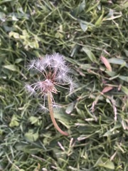 Taraxacum eriophorum