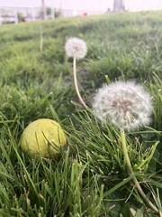 Taraxacum eriophorum