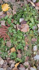 Veronica officinalis