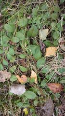 Veronica officinalis