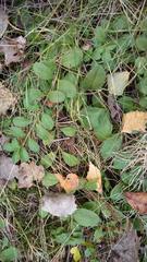 Veronica officinalis