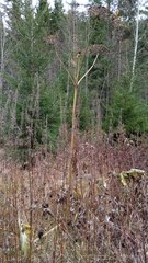 Heracleum sphondylium sibiricum