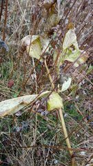 Heracleum sphondylium sibiricum