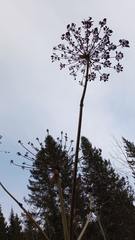 Heracleum sphondylium sibiricum