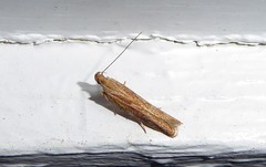 Eutorna symmorpha
