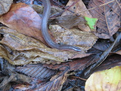 Carphophis amoenus helenae