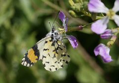 Eroessa chiliensis