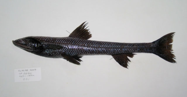 Marion's Spiderfish