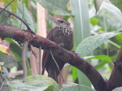 Dendroplex picus