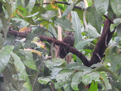 Dendroplex picus