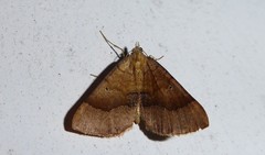 Anachloris subochraria