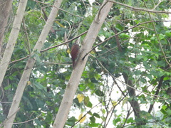 Dendroplex picus