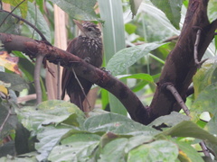 Dendroplex picus