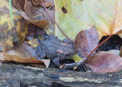 Anaxyrus americanus charlesmithi