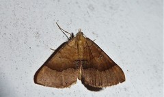 Anachloris subochraria