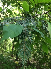 Tsuga canadensis