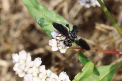 Trichopoda lanipes