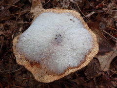 Hypomyces completus