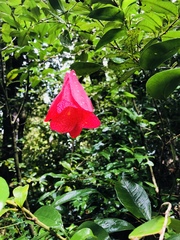 Lapageria rosea