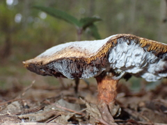 Hypomyces completus
