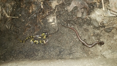 Batrachoseps relictus