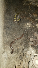 Batrachoseps relictus