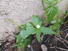 Catharanthus pusillus