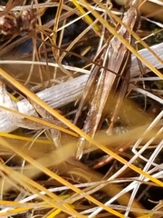 Stethophyma lineatum