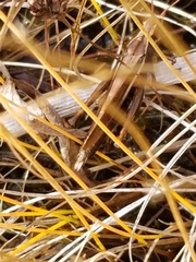 Stethophyma lineatum