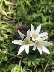 Allograpta hortensis