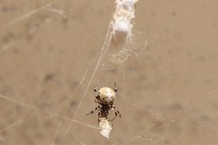 Araneidae