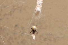 Araneidae
