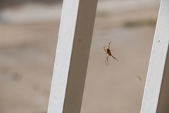 Araneidae