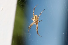 Araneidae