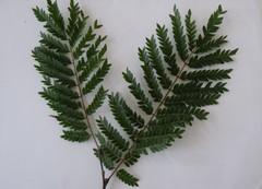 Cenostigma pluviosum