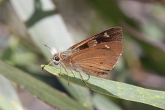 Hesperilla idothea