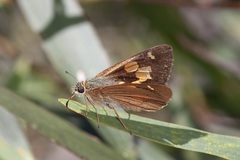 Hesperilla idothea