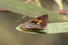 Hesperilla idothea