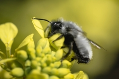 Megachile saulcyi