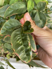 Xylella fastidiosa